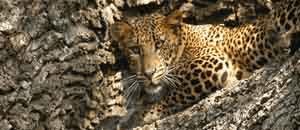 Wildlife