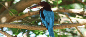 Wildlife