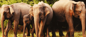 Wildlife