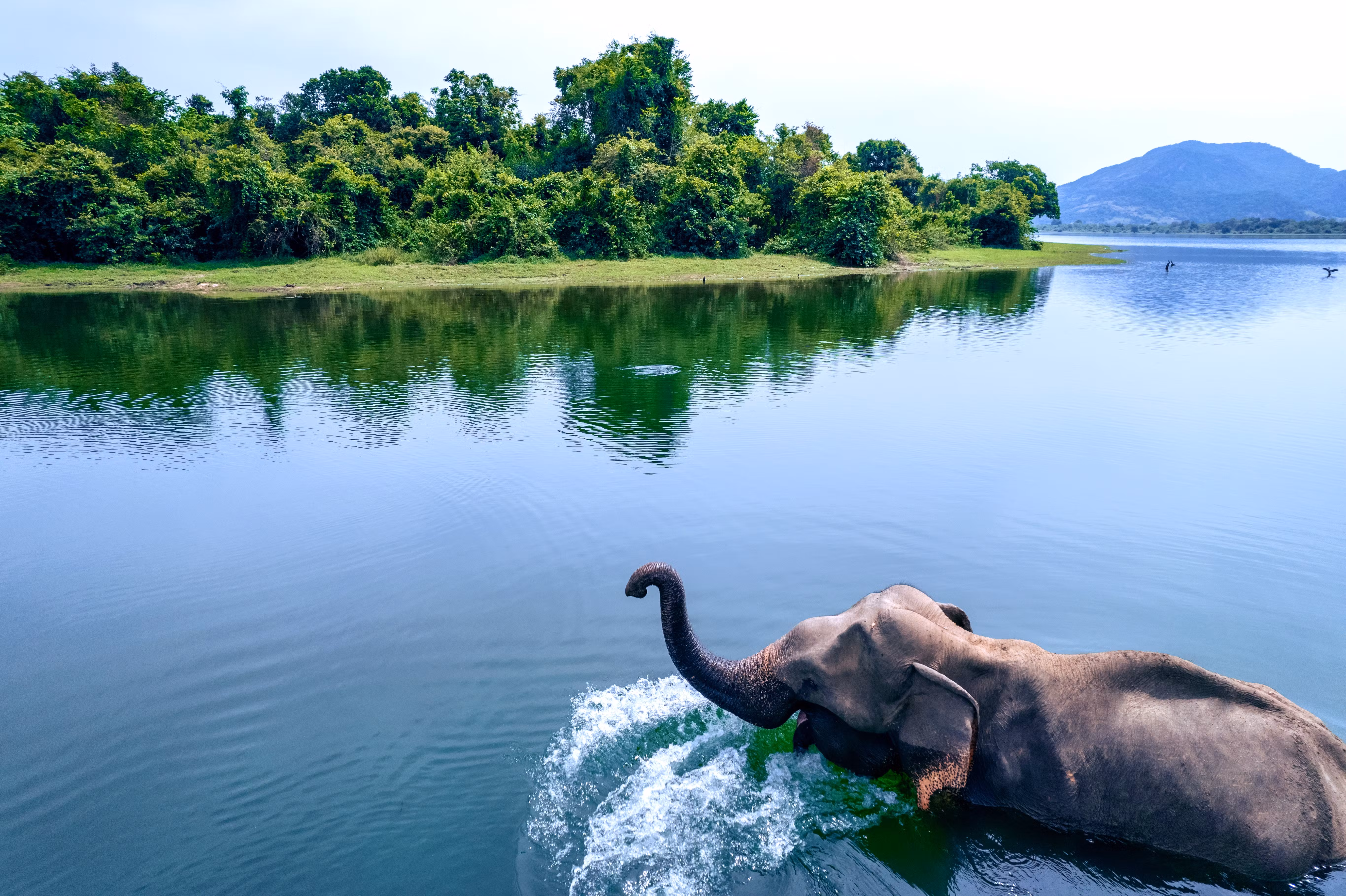 Un éléphant du Sri Lanka.