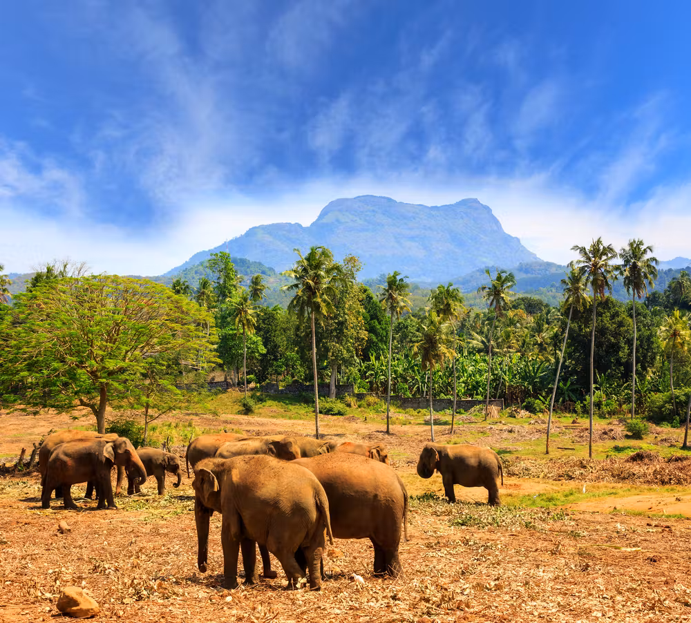 éléphants au Sri Lanka

