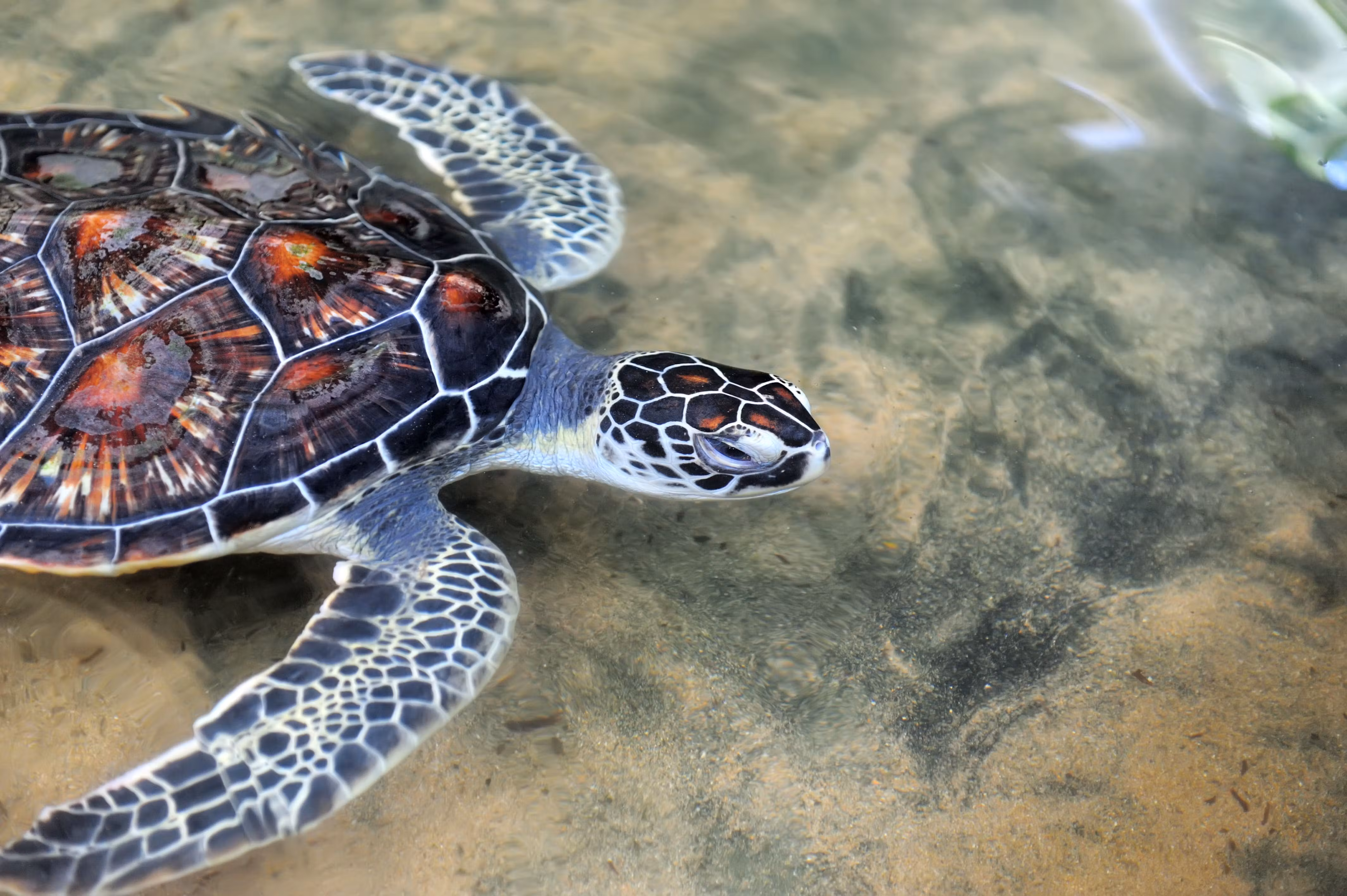 Sea turtle